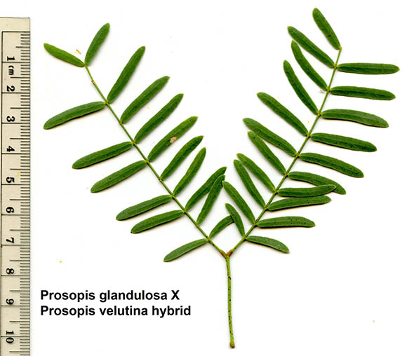  Prosopis glandulosa var. torreyana